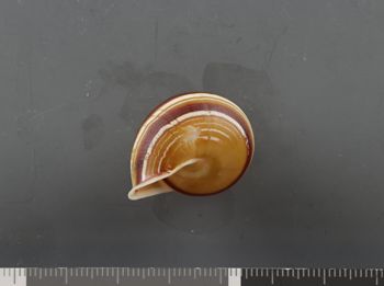 Media type: image;   Malacology 407411 Description: Dry shell;  Aspect: BAS